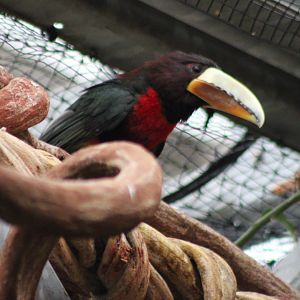 Brown-mandibled aracari - Pteroglossus azara mariae