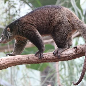 Bear cuscus