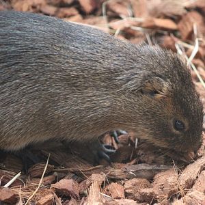 Brazilian wild cavy