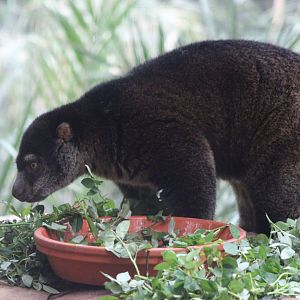 Bear cuscus at the feeding-table