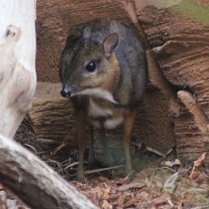 Javan mouse-deer