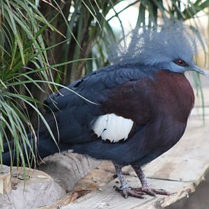 Red-breasted crowned pigeon