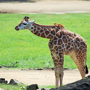 'Noodle' the Giraffe Calf (Giraffa camelopardalis)
