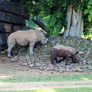 White Rhinoceros Calves (Ceratotherium simum)