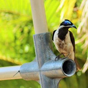 Wild Blue-faced Honeyeater (Entomyzon cyanotis)