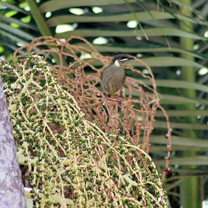 Wild Lewin's Honeyeater (Meliphaga lewinii)