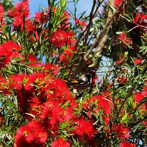 Wild White-cheeked Honeyeater (Phylidonyris niger)