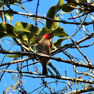 Wild Scarlet Honeyeater (Myzomela sanguinolenta)