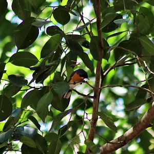 Wild Spectacled Monarch (Symposiachurus trivirgatus)