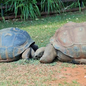 Aldabran Tortoise (Aldabrachelys gigantea)