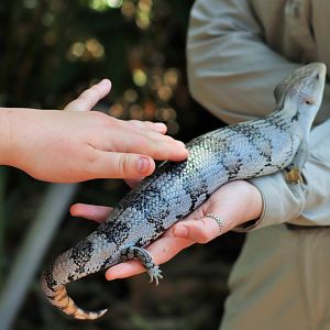 Eastern Blue-tongued Lizard (Tiliqua scincoides)
