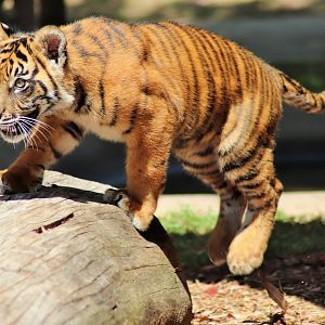 'Nelson' the Sumatran Tiger Cub (Panthera tigris sumatrae)