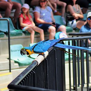 Blue and Gold Macaw (Ara ararauna)