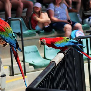Green-winged Macaws (Ara chloropterus)