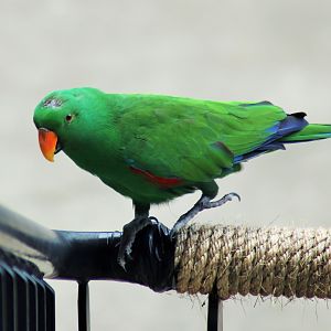 Eclectus Parrot (Eclectus roratus)