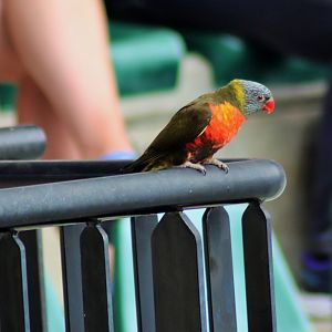 Rainbow Lorikeet (Trichoglossus moluccanus)- Grey-Green Mutation