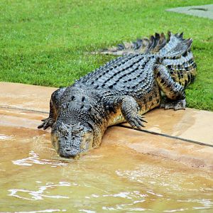 'Murray' the Saltwater Crocodile (Crocodylus porosus)