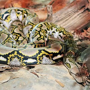 Reticulated Python (Python reticulatus)