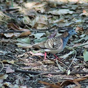 Wild Bar-shouldered Dove (Geopelia humeralis)