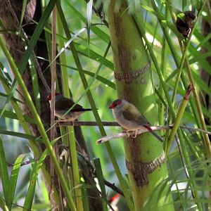 Wild Red-browed Finches (Neochmia temporalis)