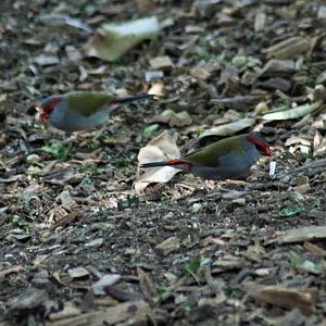 Wild Red-browed Finches (Neochmia temporalis)