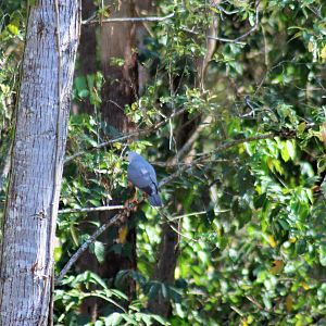 Wild Grey Goshawk (Accipiter novaehollandiae)