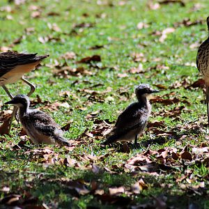 Wild Bush Stone Curlew Family (Burhinus grallarius)