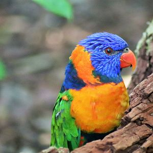 Red-collared Lorikeet (Trichoglossus rubritorquis)
