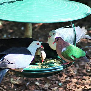 White-headed Pigeons (Columba leucomela) and Emerald Dove (Chalcophaps longirostris)