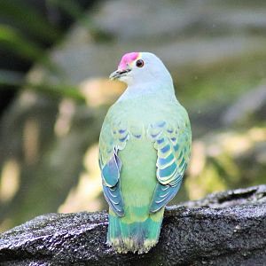 Rose-crowned Fruit Dove (Ptilinopus regina)