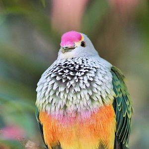 Rose-crowned Fruit Dove (Ptilinopus regina)