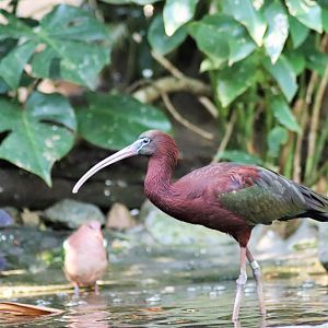 Glossy Ibis (Plegadis falcinellus)