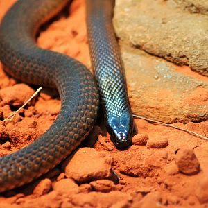 Western Brown Snake (Pseudonaja nuchalis)