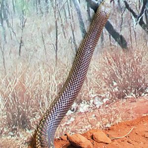 King Brown Snake (Pseudechis australis)