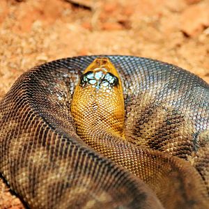 Woma Python (Aspidites ramsayi)
