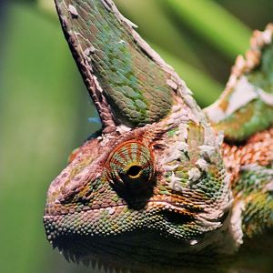 Veiled Chameleon (Chamaeleo calyptratus)