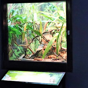 Veiled Chameleon Enclosure