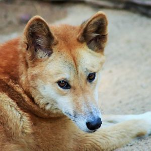 Dingo (Canis dingo)