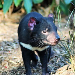 Tasmanian Devil (Sarcophilus harrisii)