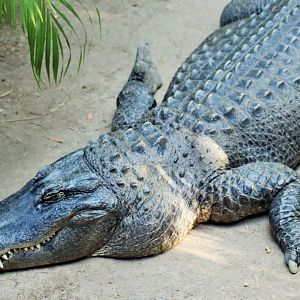 American Alligator (Alligator mississippiensis)