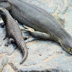 Cunningham's Skink (Egernia cunninghami) and Merten's Water Monitor (Varanus mertensi)
