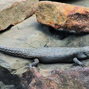 Cunningham's Skink (Egernia cunninghami)