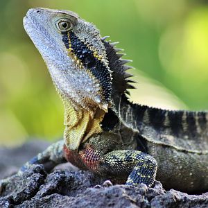 Wild Eastern Water Dragon (Intellagama lesueurii)