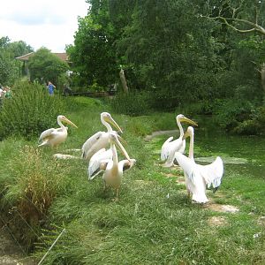 Great White Pelicans