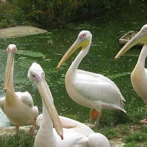 Great White Pelicans
