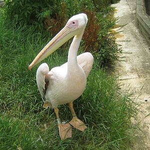 Great White Pelican