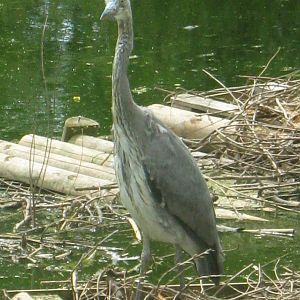 Immature Grey Heron
