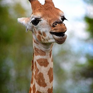 Young Giraffe at Chester Zoo