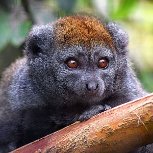 Bamboo Lemur at Chester Zoo