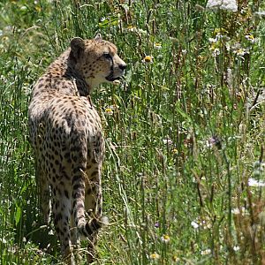 Cheetah and Dartmoor Zoo